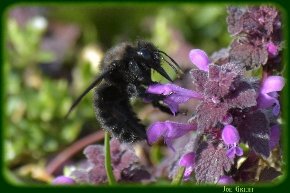 Xylocopa violacea - kék fadongó