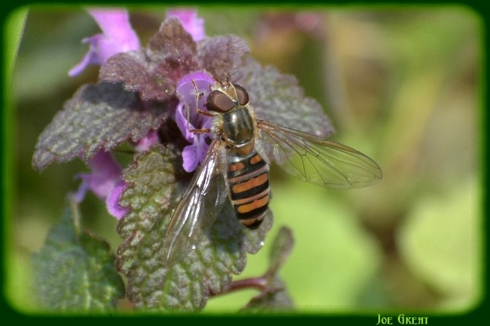 Episyrphus balteatus - ékfoltos zengőlégy