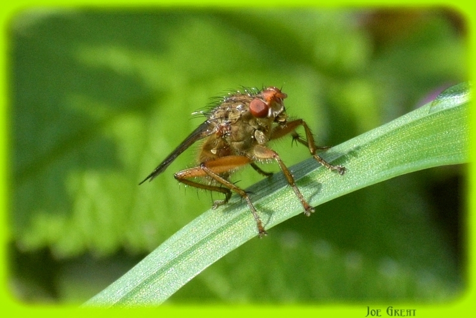 Scathophaga