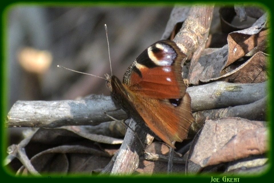 Nymphalis io - nappali pávaszem