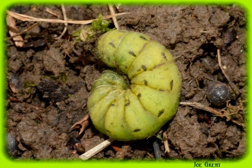 Noctua pronuba - nagy sárgafűbagoly