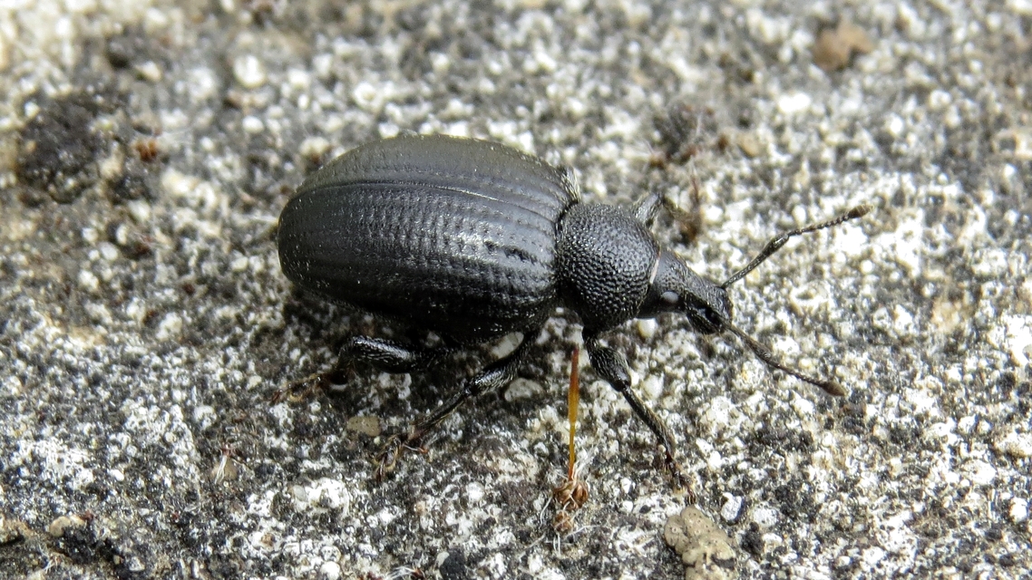 Otiorhynchus catenulatus - gyászos gyalogormányos