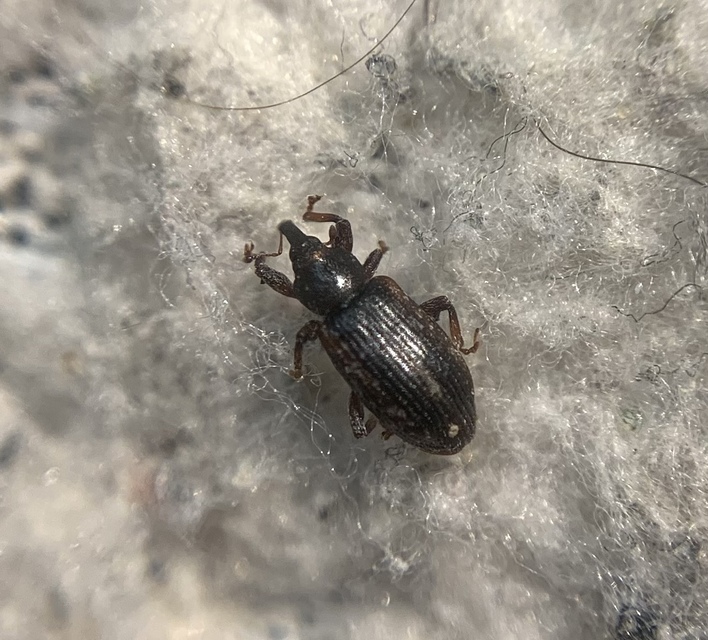Dorytomus ictor - szegélyes hangormányos