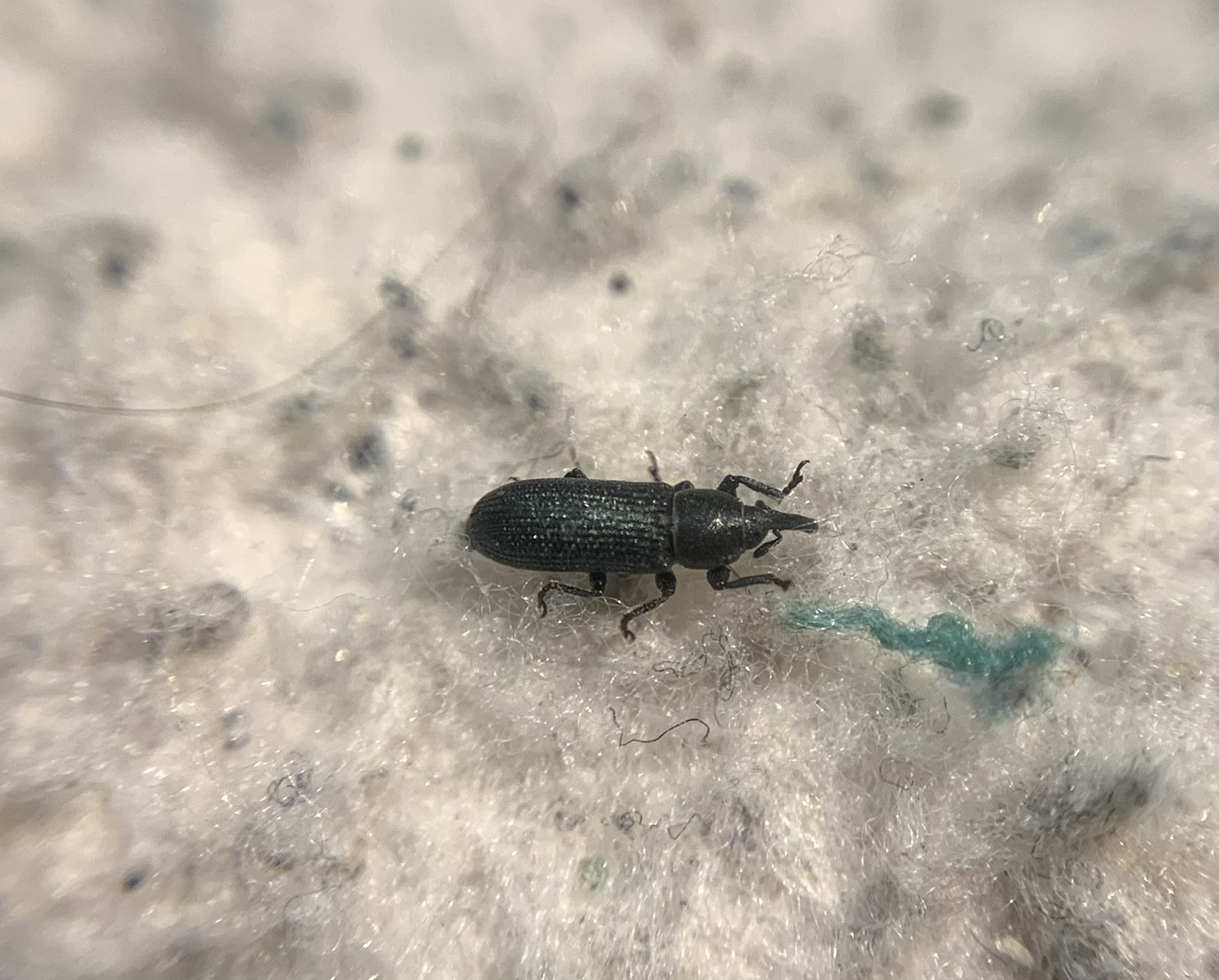 Mecinus janthiniformis - déli gyújtoványfű-ormányos