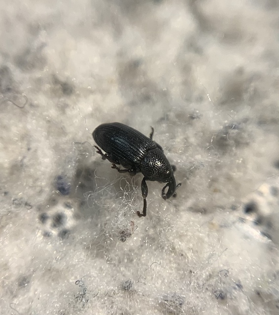Baris artemisiae - feketeüröm báris