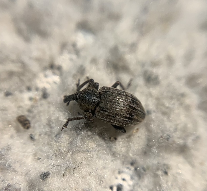Hypera striata - sávos pikkelyesormányos