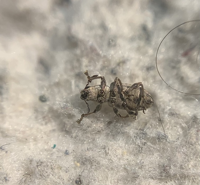 Sitona suturalis - fémes csipkézőbogár
