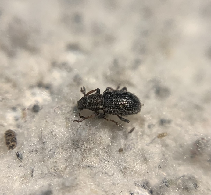 Sitona hispidulus - szőrös csipkézőbogár