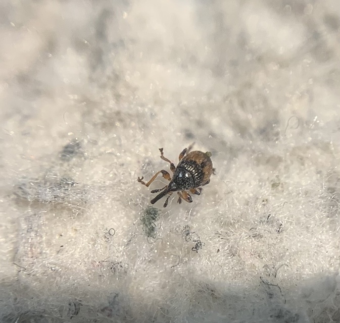 Dieckmanniellus gracilis - karcsú füzényormányos