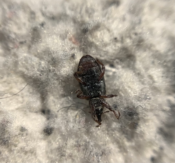 Dorytomus ictor - szegélyes hangormányos