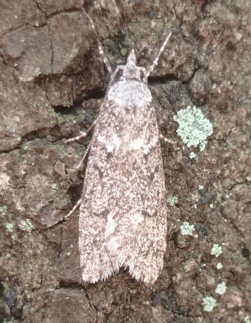 Diurnea fagella - szürke tavaszimoly