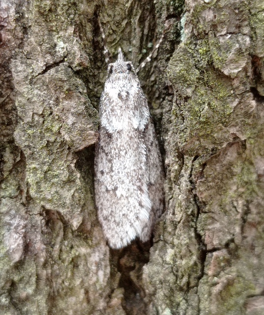 Diurnea fagella - szürke tavaszimoly