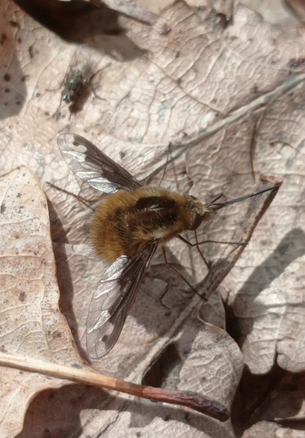Bombylius major - szegélyes pöszörlégy