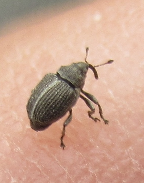 Ceutorhynchus typhae - pásztortáska-ceutormányos