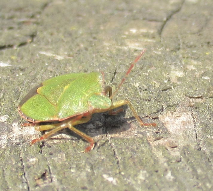 Palomena prasina - zöld bogyómászó-poloska Palomena prasina - zöld bogyómászó-poloska