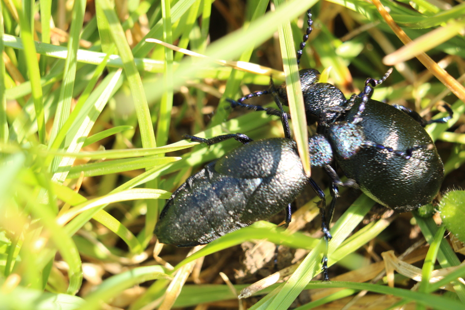 Meloe proscarabaeus - közönséges nünüke