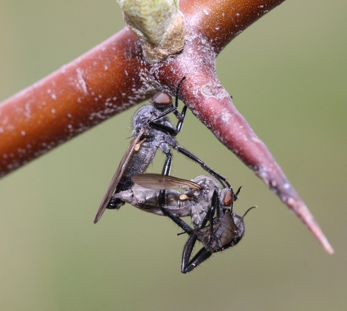 Empididae - táncoslegyek