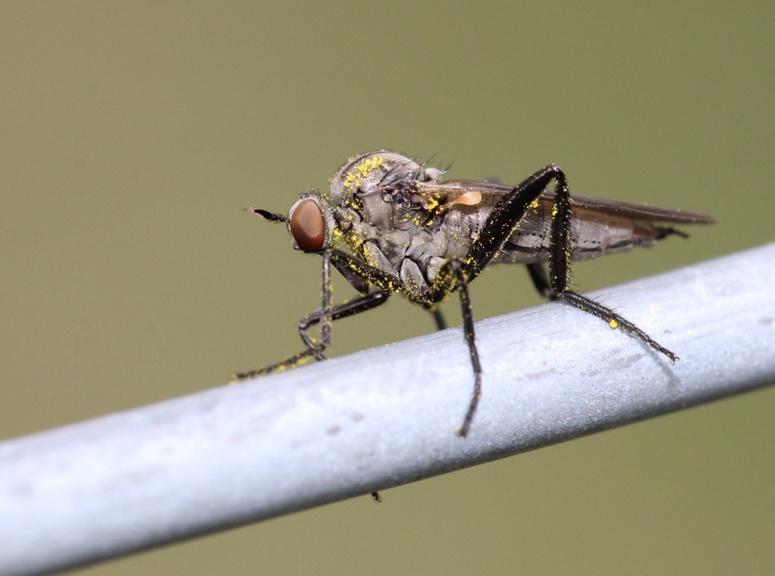 Empididae - táncoslegyek