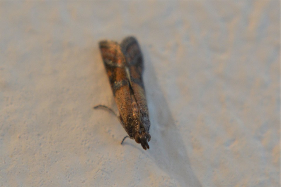 Plodia interpunctella - aszalványmoly