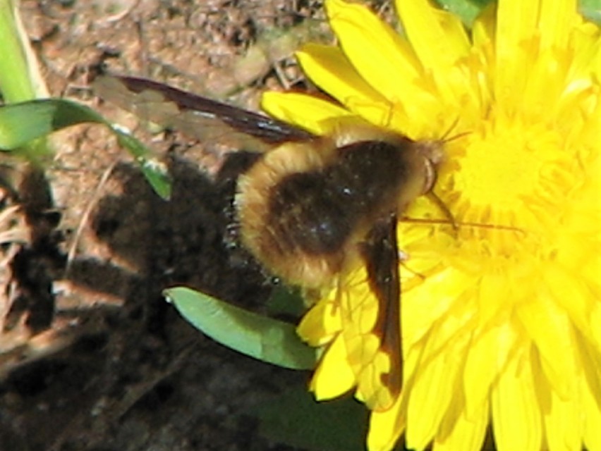 Bombylius major - szegélyes pöszörlégy