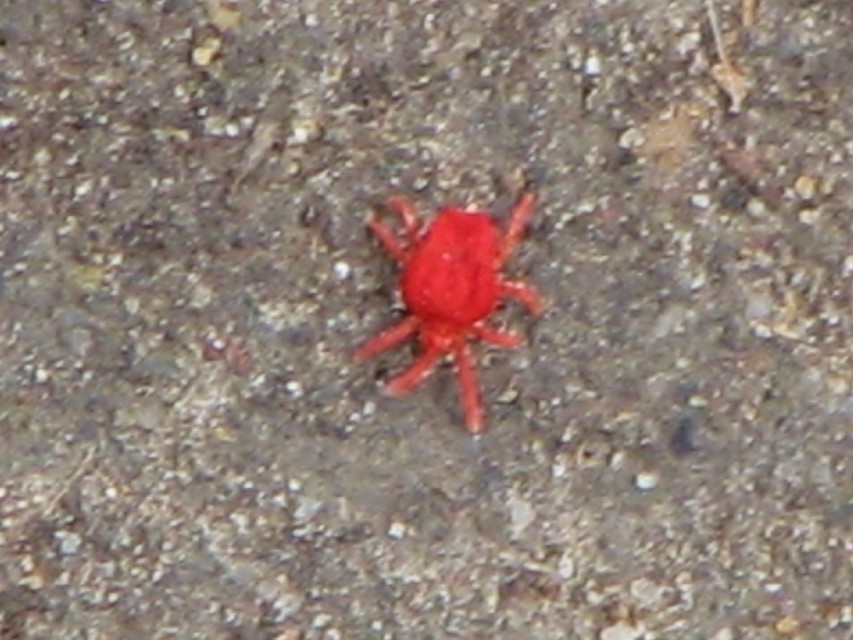 Trombidium