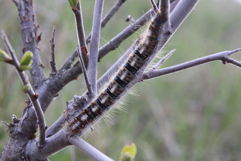 Lasiocampa quercus - tölgyfaszövő
