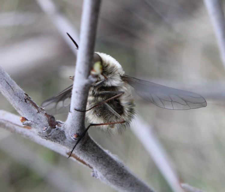 Bombylius cinerascens