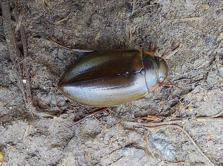 Colymbetes fuscus - gyakori recéscsíkbogár