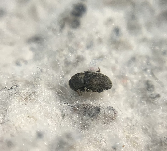 Hylesinus varius - közönséges kőrisszú