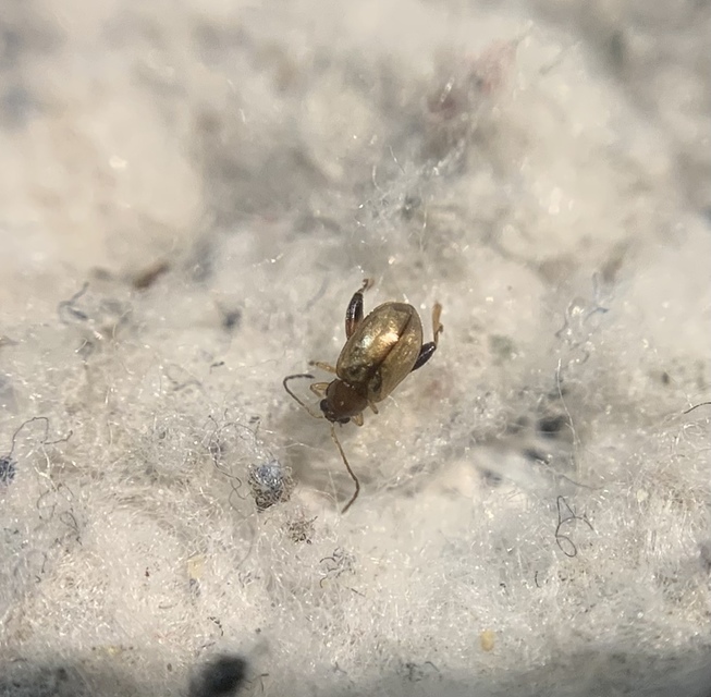 Longitarsus lycopi
