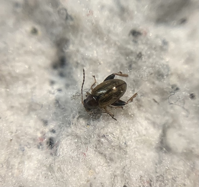 Longitarsus atricillus