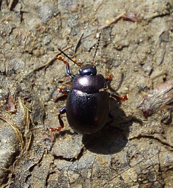 Chrysolina sturmi - vöröslábú levelész