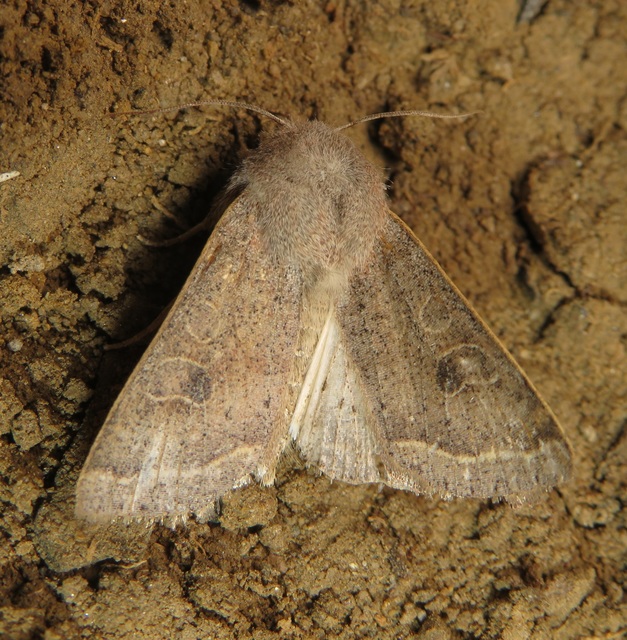 Orthosia gracilis - karcsú barkabagoly