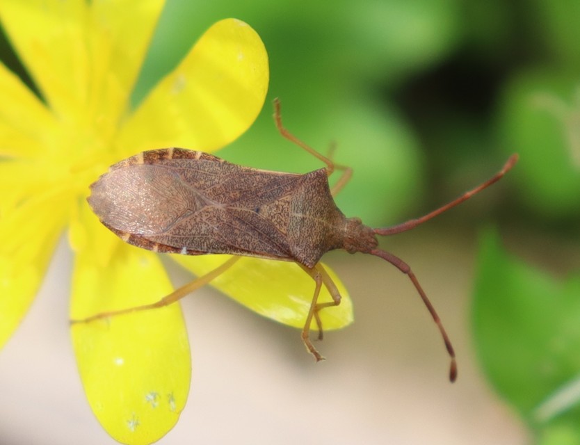 Gonocerus acuteangulatus - aranypetés karimáspoloska