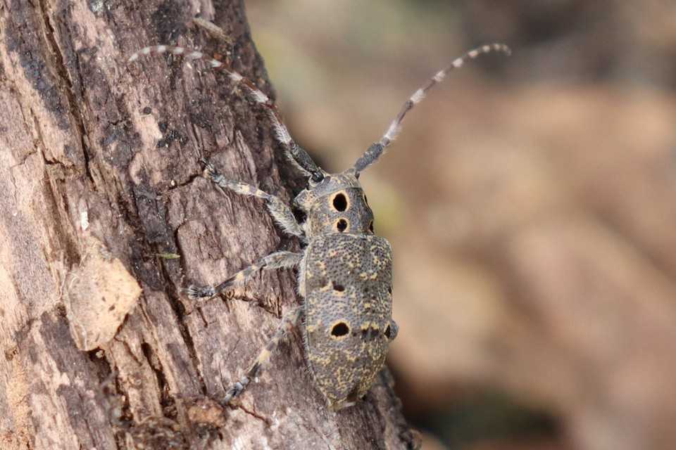Mesosa curculionoides - szemfoltos cincér