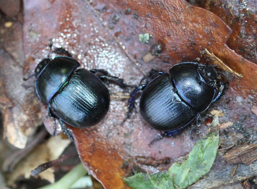 Anoplotrupes stercorosus - erdei álganéjtúró
