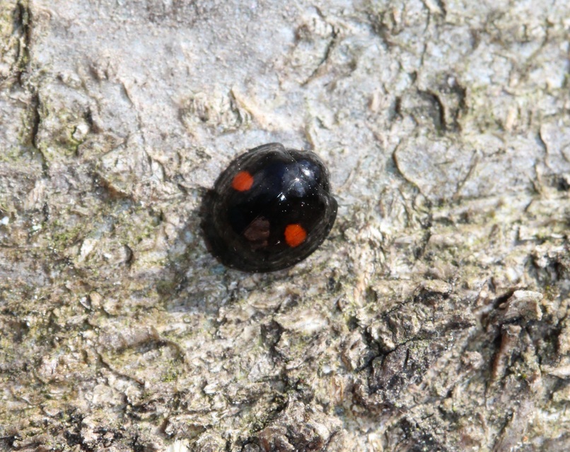 Chilocorus renipustulatus - vesefoltos szerecsenkata