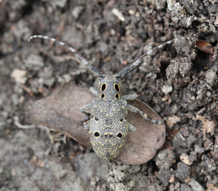 Mesosa curculionoides - szemfoltos cincér