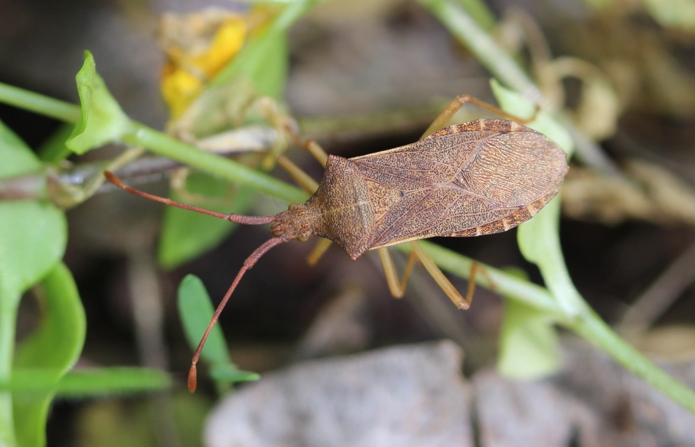 Gonocerus acuteangulatus - aranypetés karimáspoloska