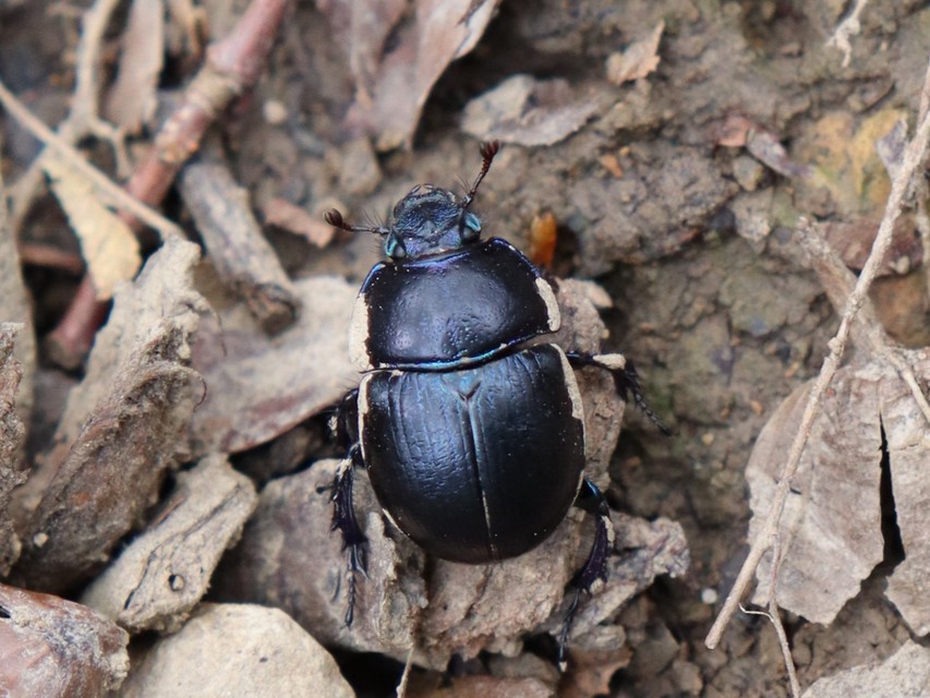 Anoplotrupes stercorosus - erdei álganéjtúró