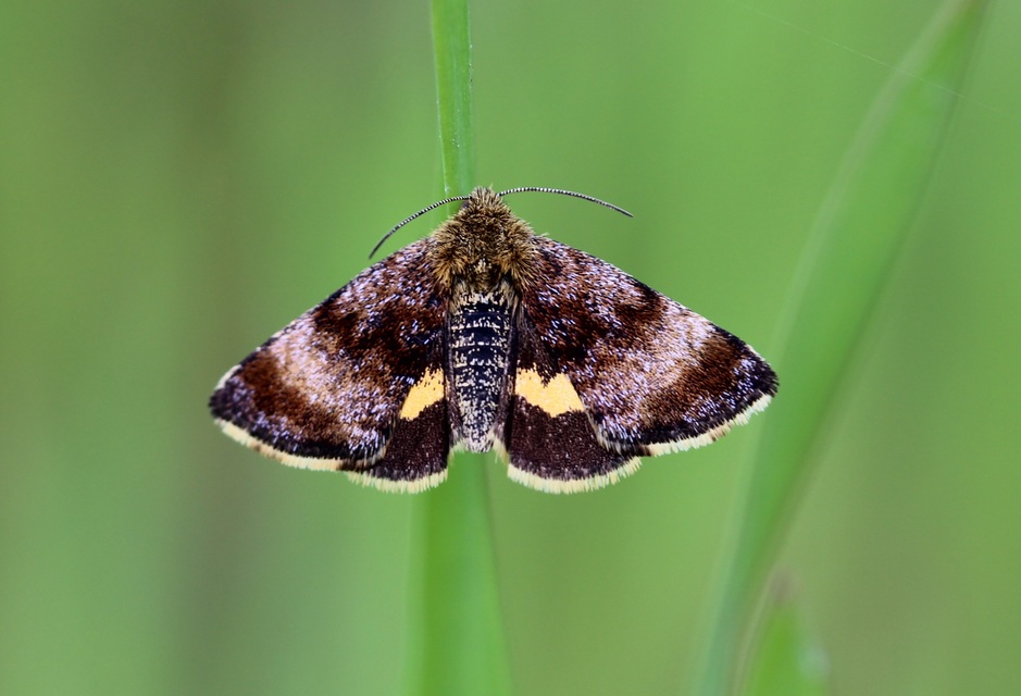 Panemeria tenebrata - apró sárgabagoly