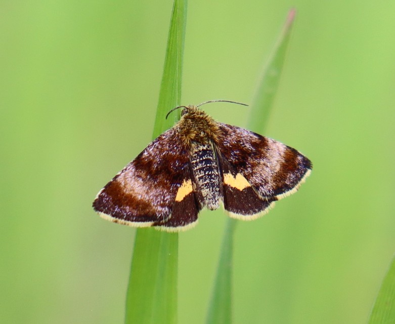 Panemeria tenebrata - apró sárgabagoly
