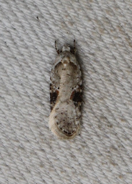 Agonopterix alstromeriana - bürök-laposmoly