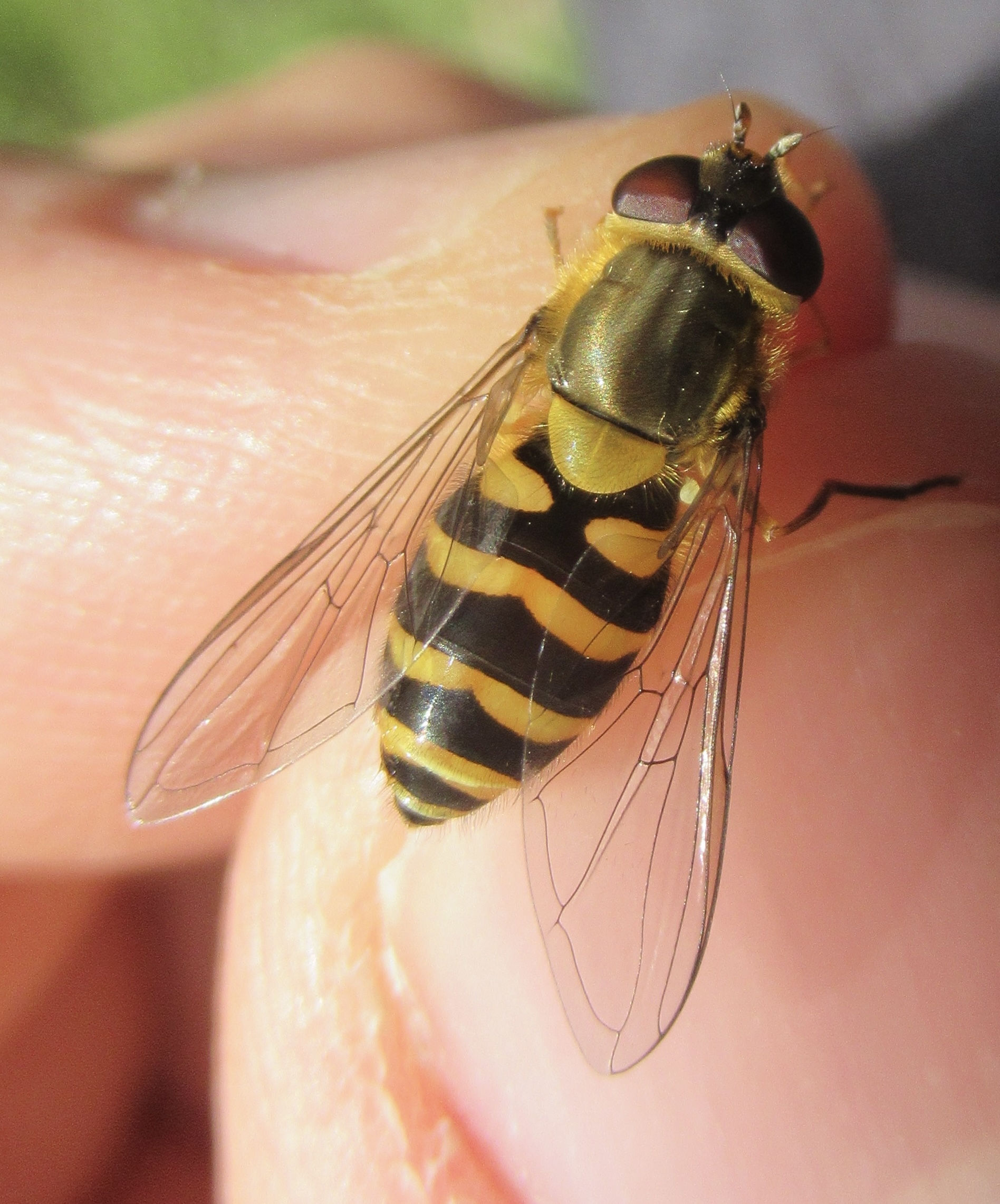 Syrphus vitripennis - kis kertizengőlégy