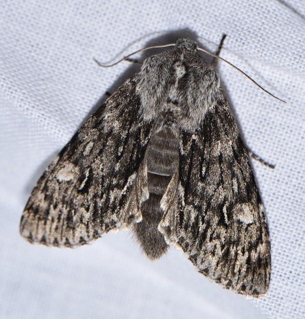 Brachionycha nubeculosa - zömök fésűsbagoly