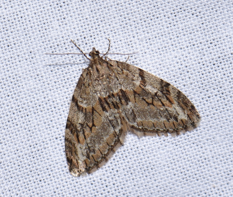 Trichopteryx polycommata - kőrisfa-lebenyesaraszoló