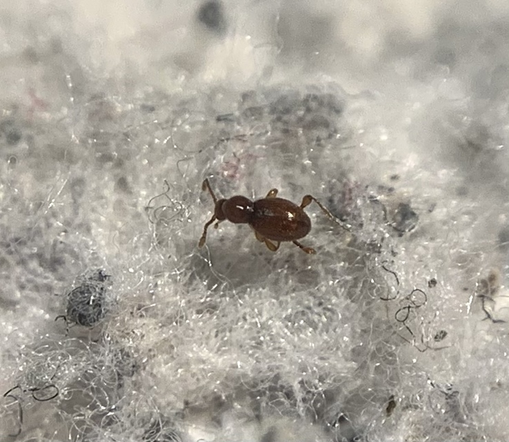 Scydmaenus rufus