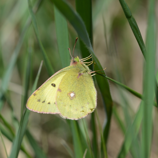 Colias erate - csángó-kéneslepke