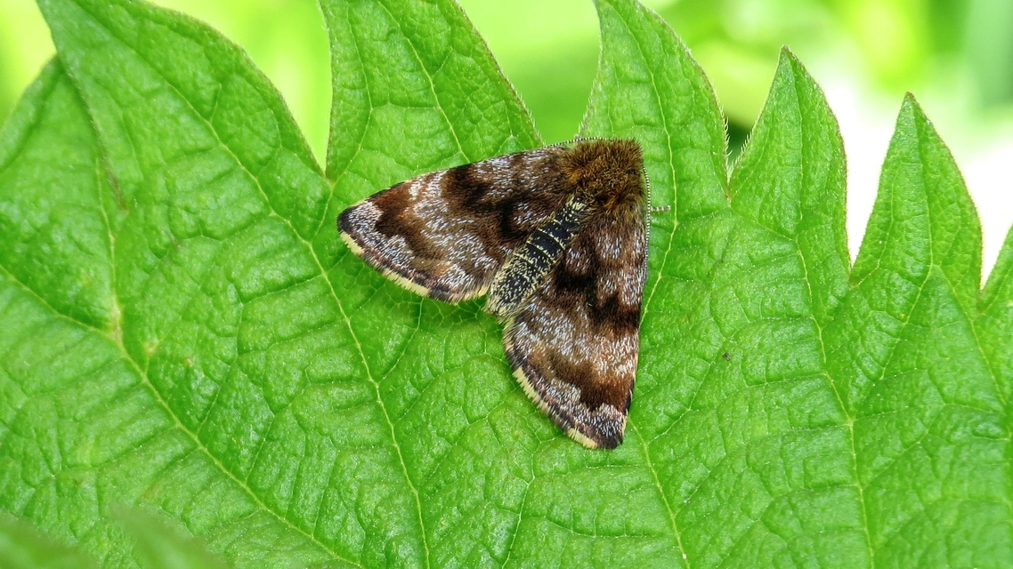 Panemeria tenebrata - apró sárgabagoly