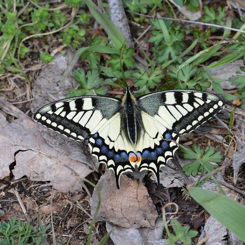 Papilio machaon - fecskefarkú lepke